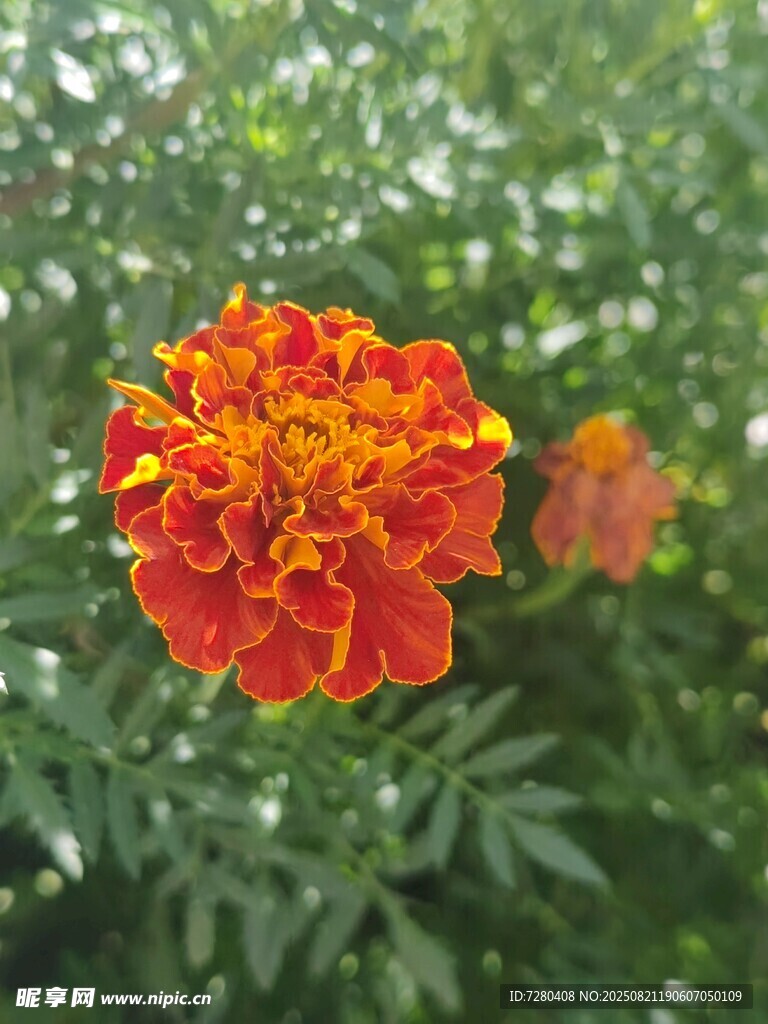 鲜艳橘红色万寿菊绽放
