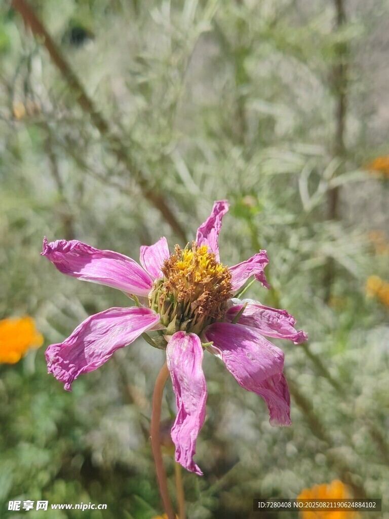 娇艳粉花绽放于自然间