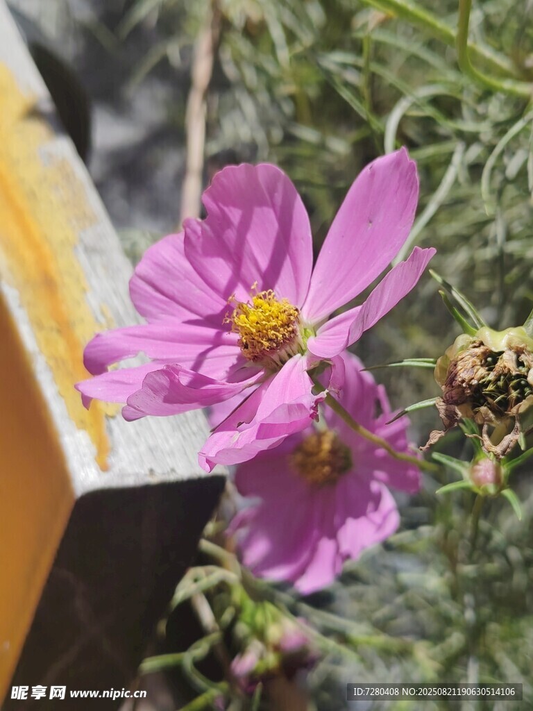 娇艳波斯菊绽放于户外