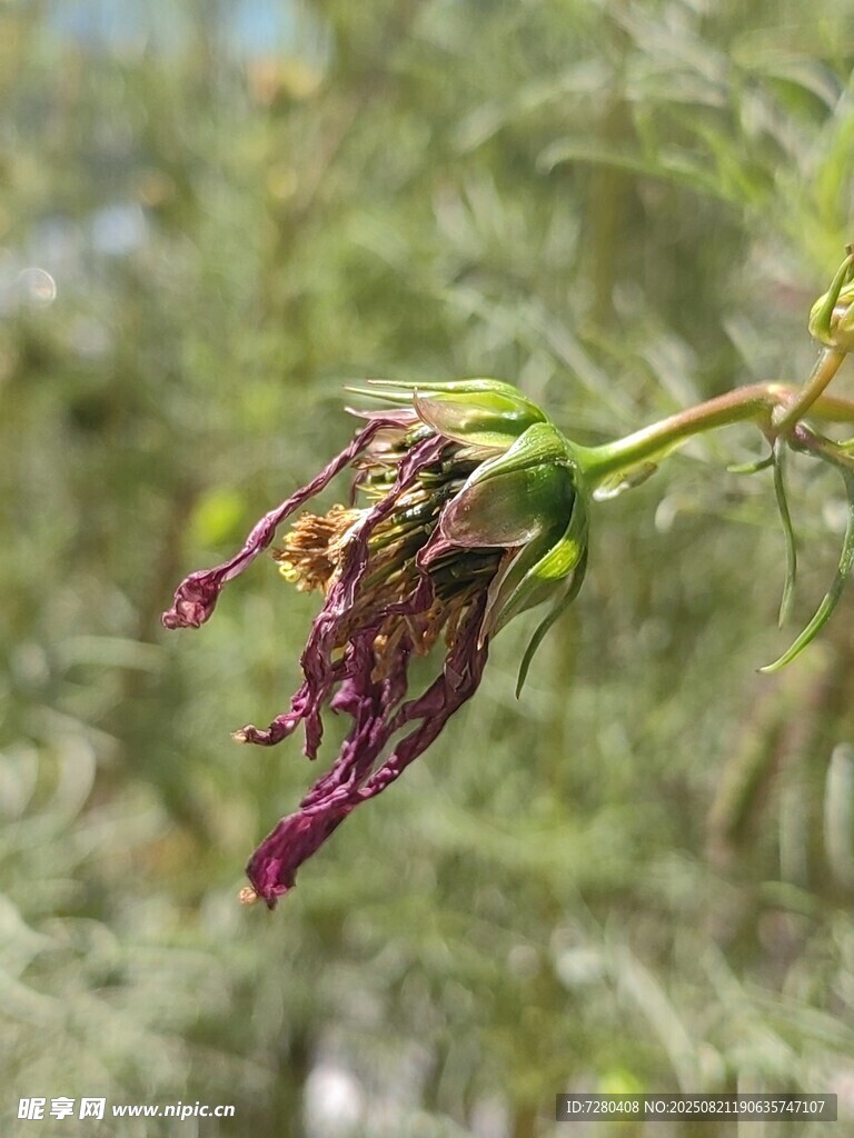枯萎的紫色花朵特写