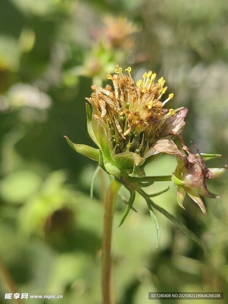 绽放的三叶草花朵