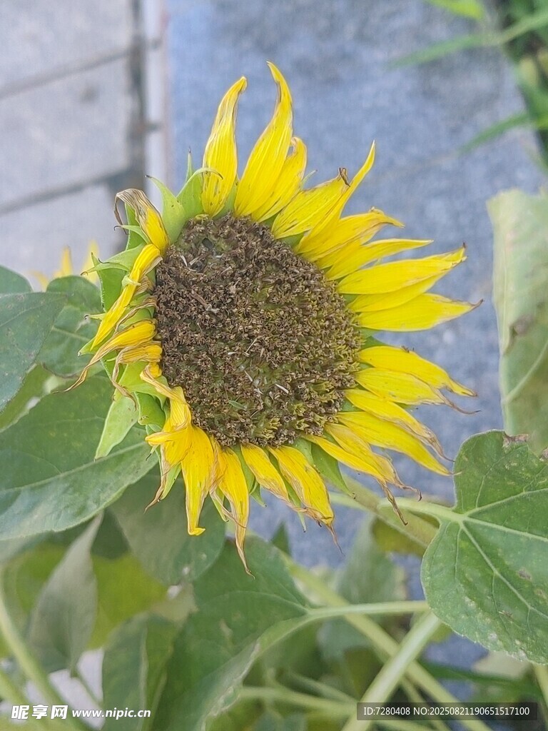 绽放的向日葵