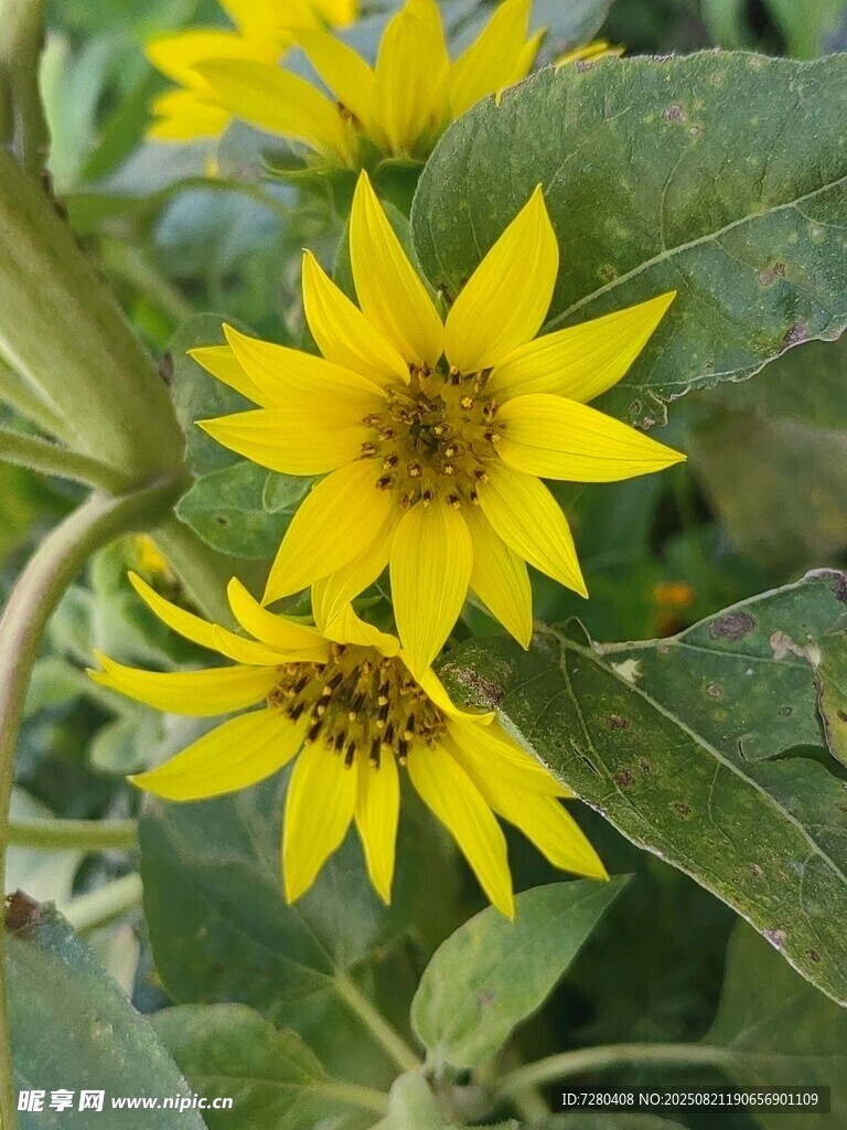 黄色灿烂菊芋花朵绽放
