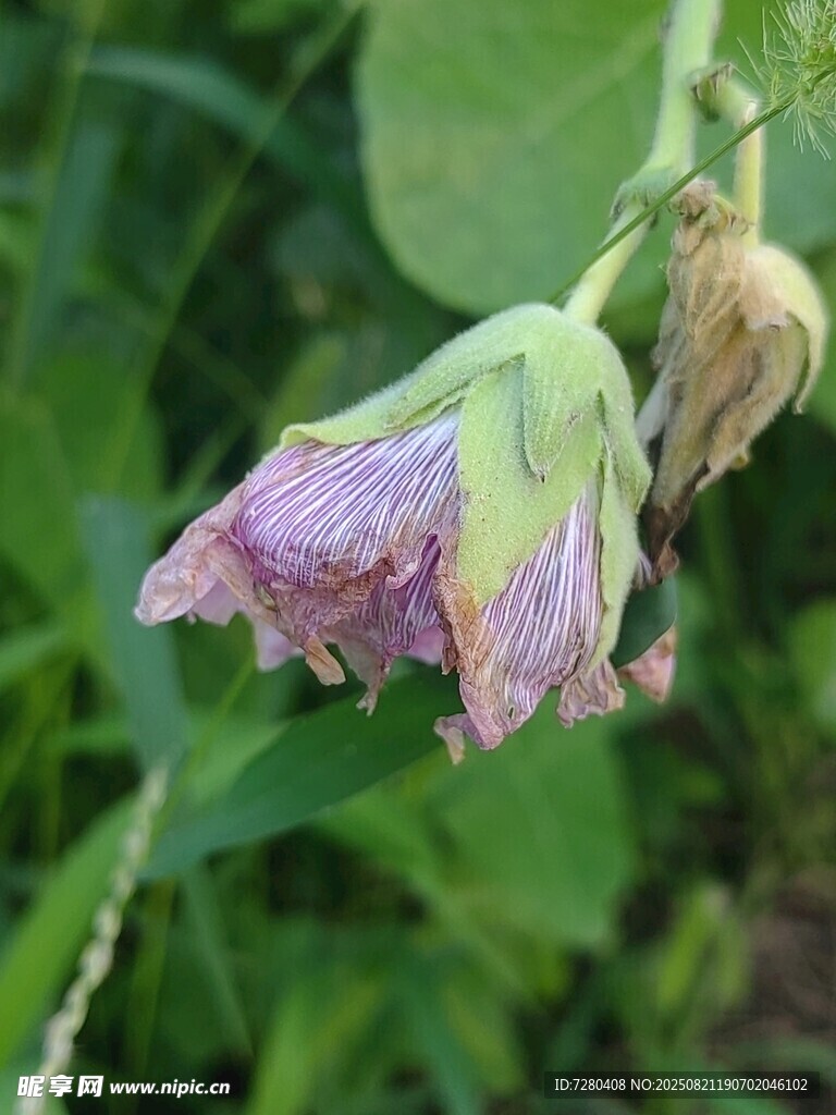 枯萎的紫色花朵