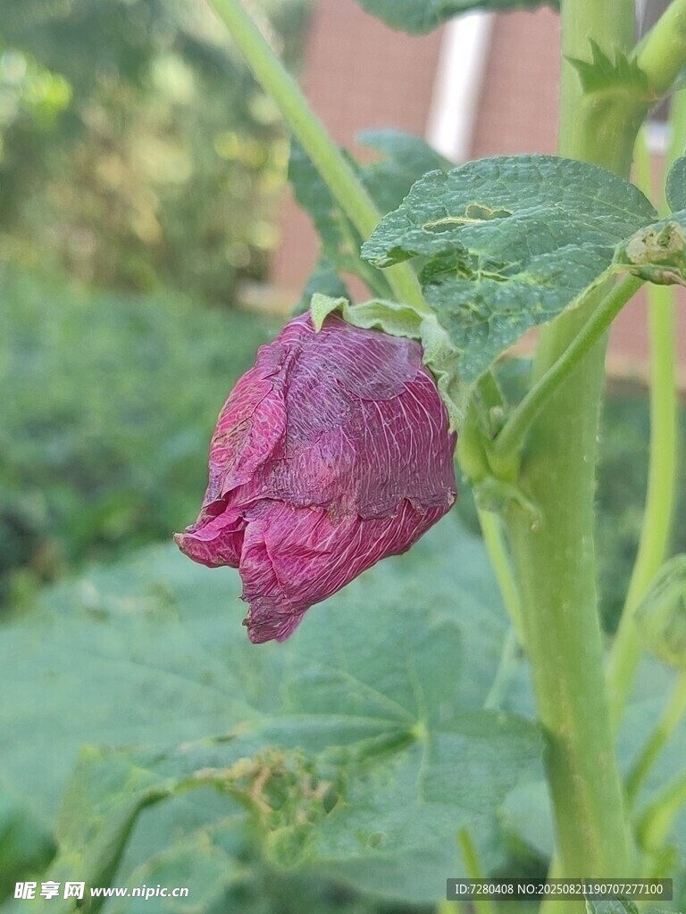 枯萎的紫色花朵