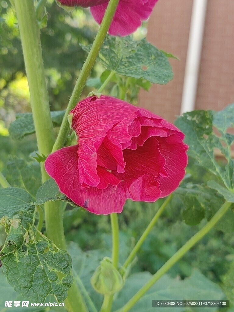 娇艳红蜀葵