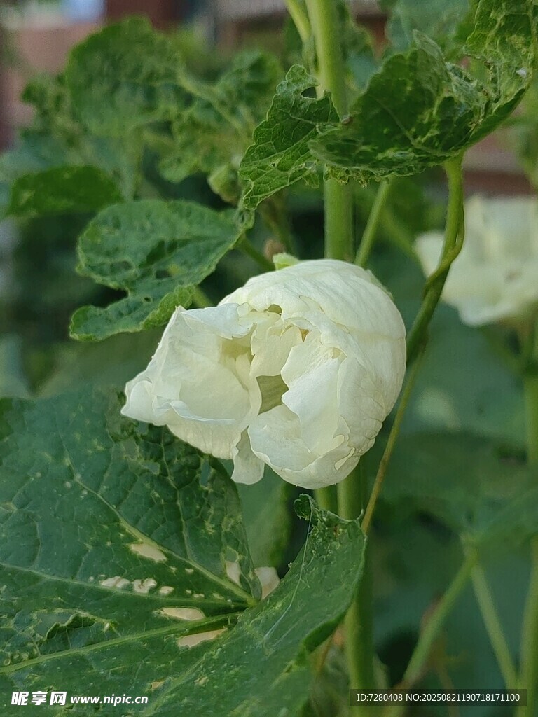 白色绽放的娇嫩黄瓜花