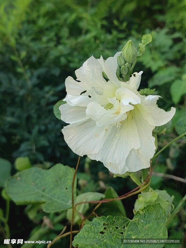 洁白绽放的单朵美丽花卉