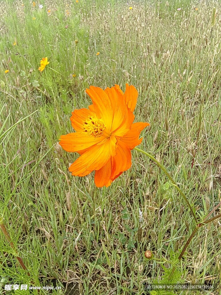 草地上的橙色波斯菊