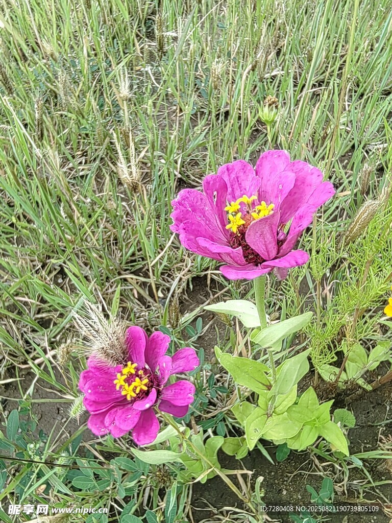 草地上的两朵艳丽紫花