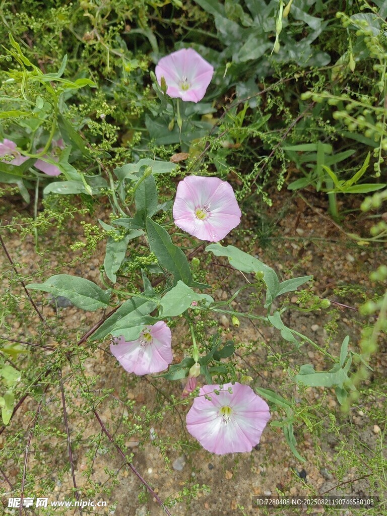 草丛中的粉色牵牛花