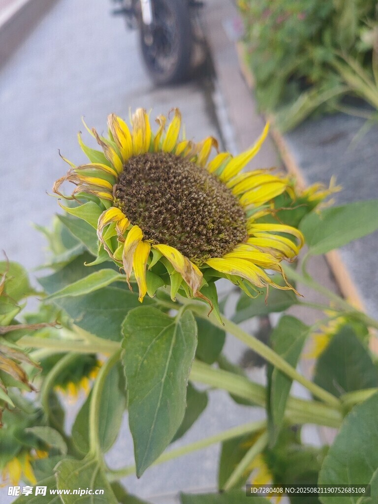 绽放的向日葵