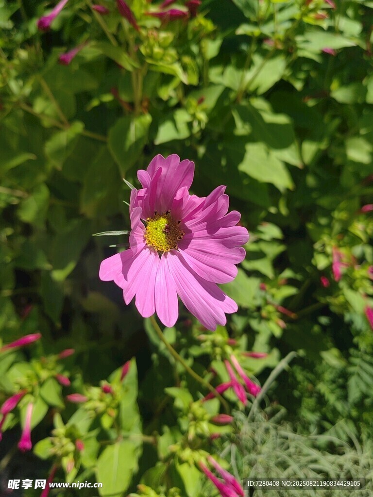 娇艳粉色花朵绽放绿叶间