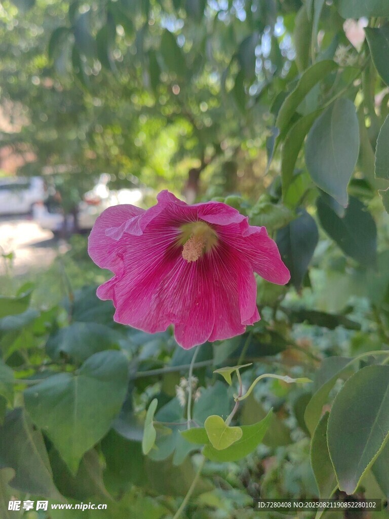 娇艳绽放的粉红色花朵