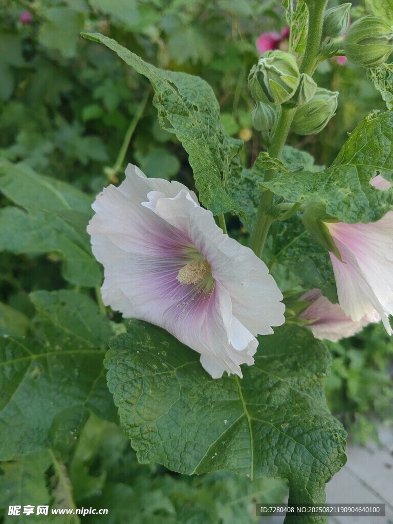 绽放的白色木槿花