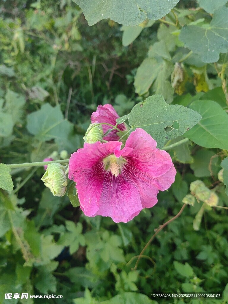 娇艳粉色花朵绽放绿叶间