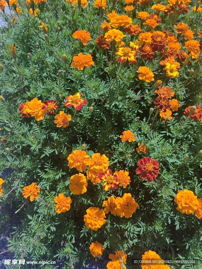 盛开的橙色万寿菊