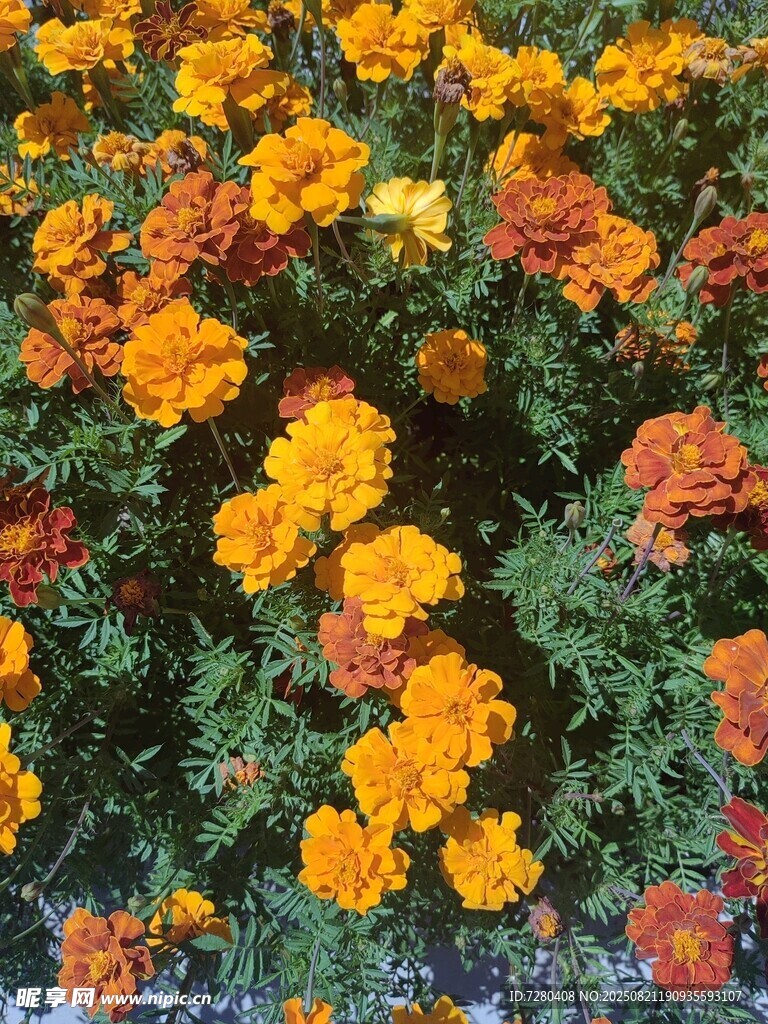 多彩万寿菊绽放