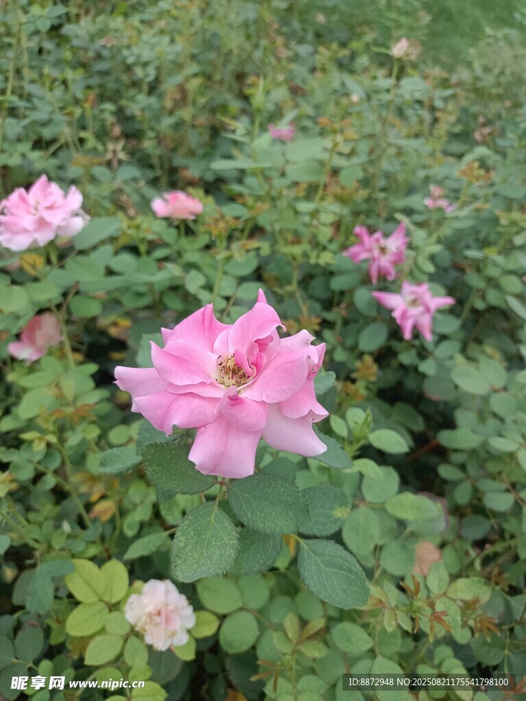 粉色蔷薇绽放于绿叶间