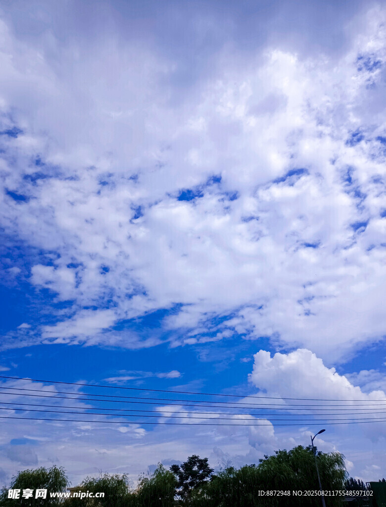 蓝天白云下的树梢美景