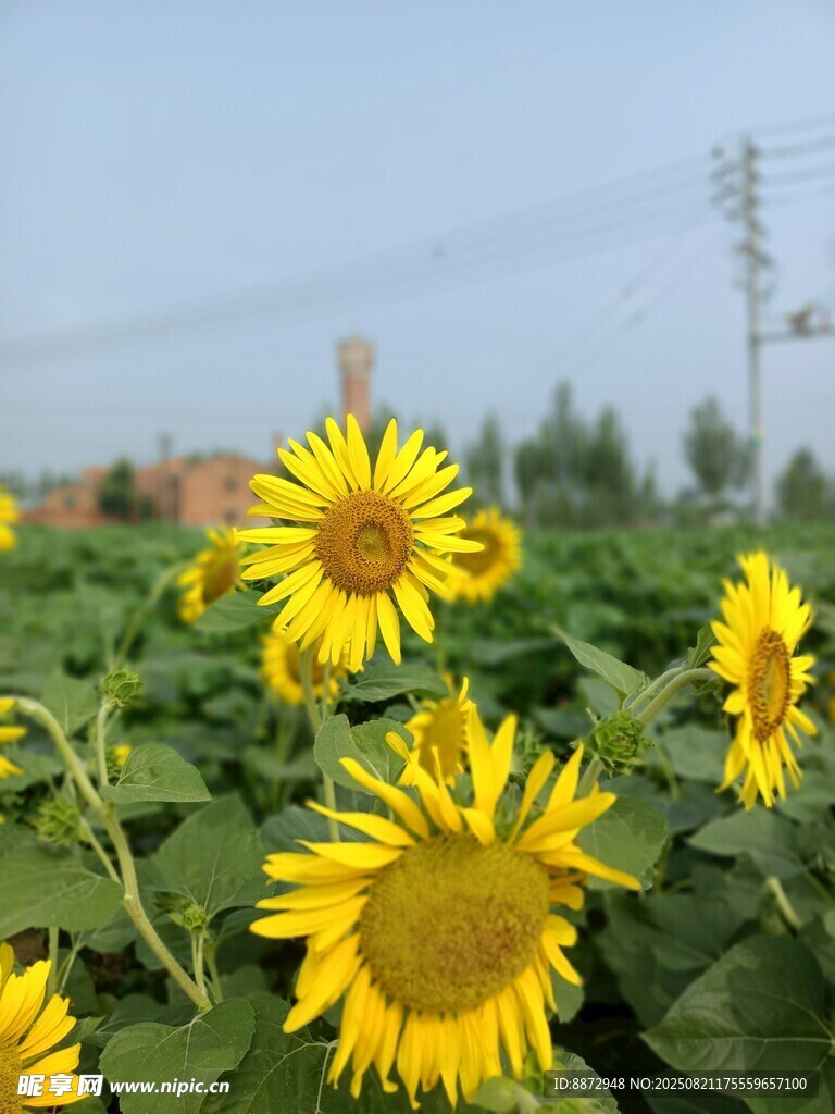 向日葵花海绽放美景