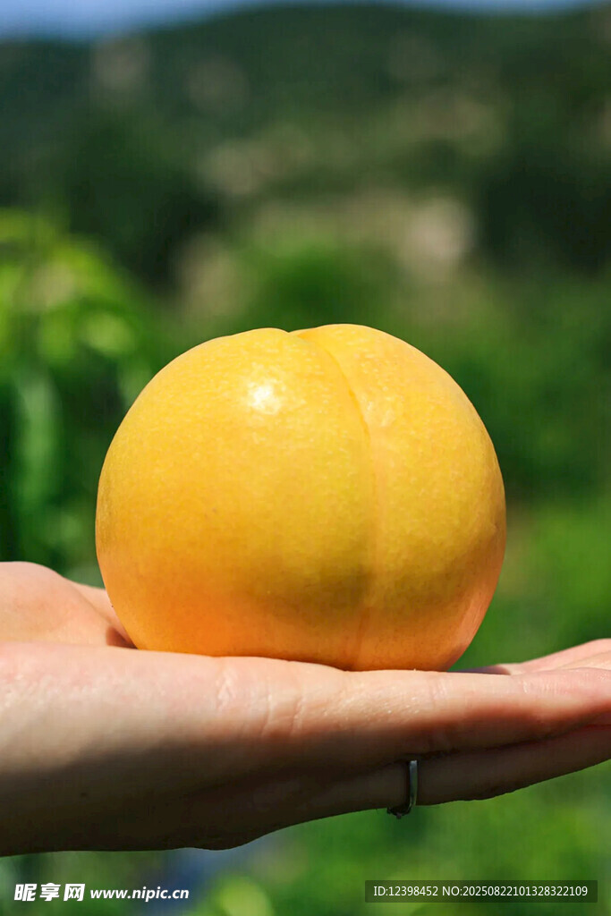 手捧金黄诱人新鲜黄桃