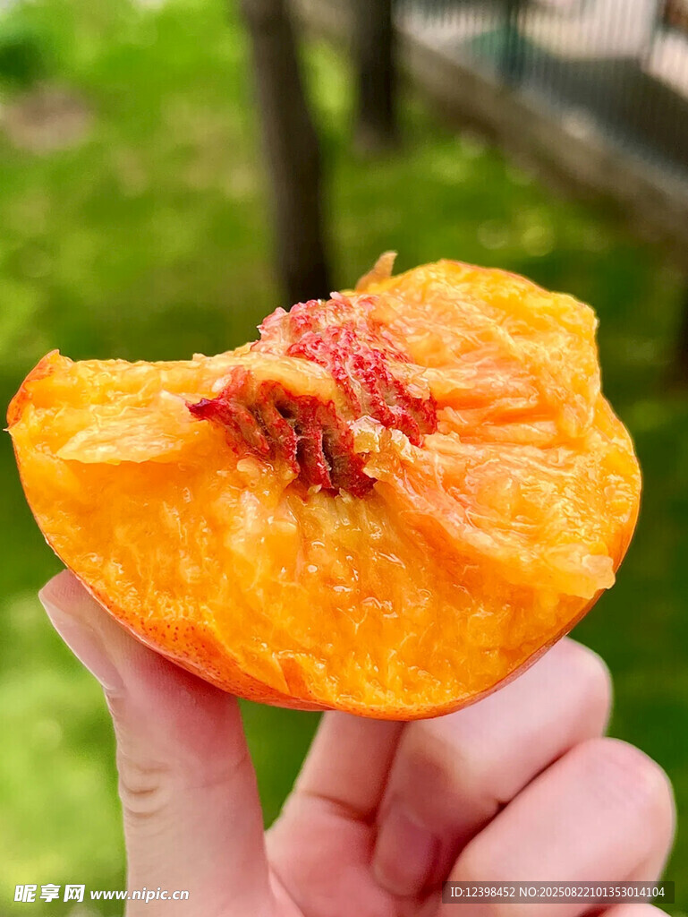 手捧半颗美味诱人黄桃
