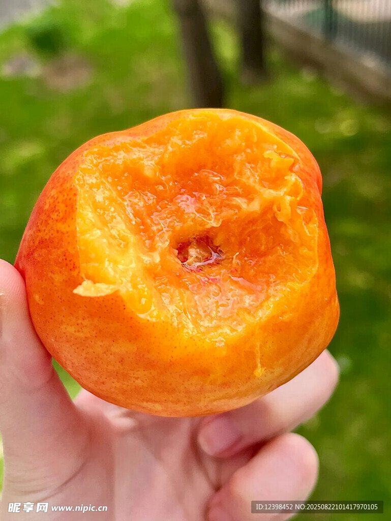 手捧多汁黄桃特写