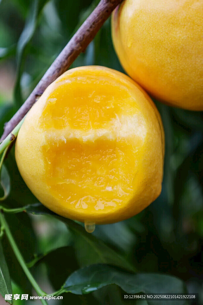 黄桃