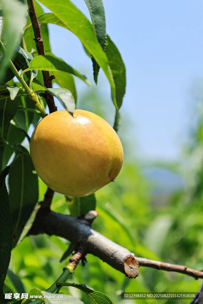 黄桃