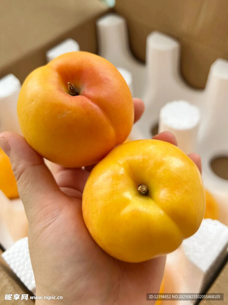 手捧新鲜黄蟠桃