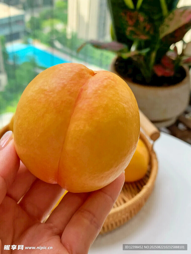 手捧鲜黄饱满大桃子