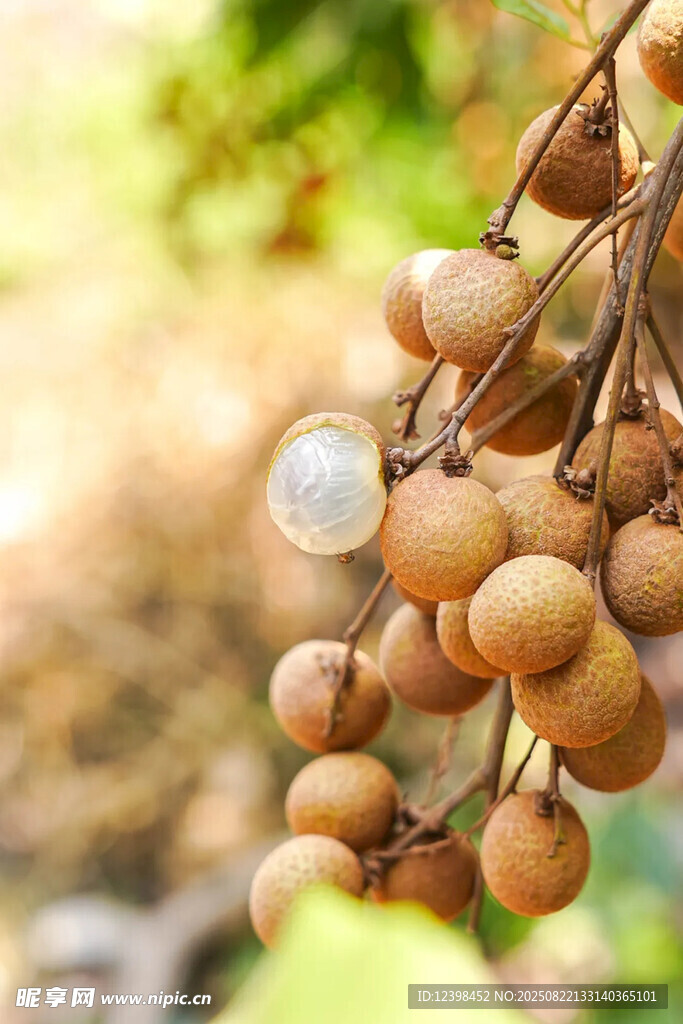 枝头饱满龙眼果实累累