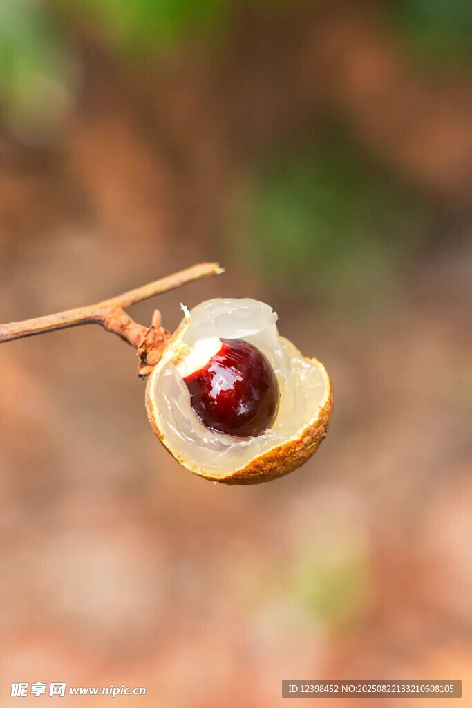 桂圆