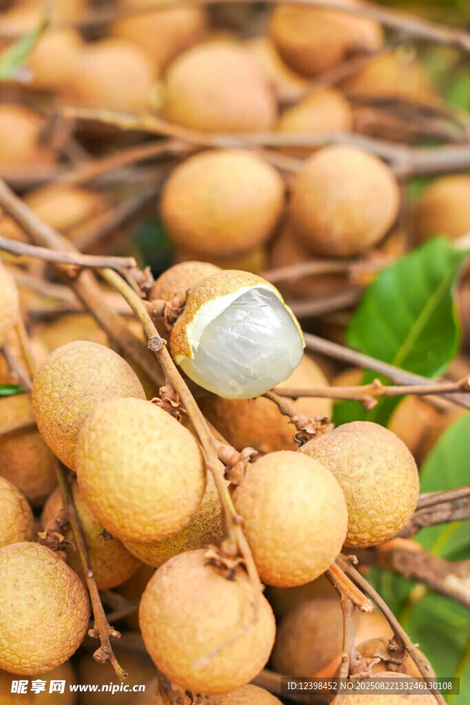 新鲜龙眼果实特写
