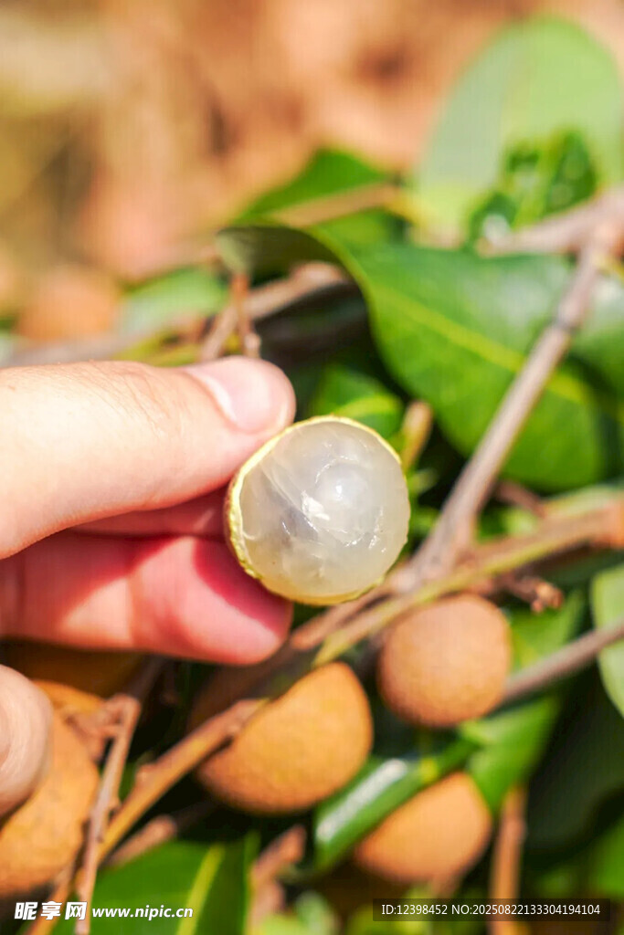手摘新鲜龙眼果实