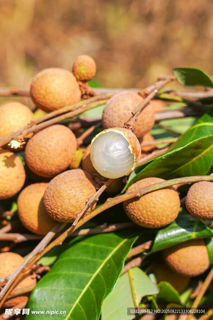新鲜龙眼果实带绿叶特写