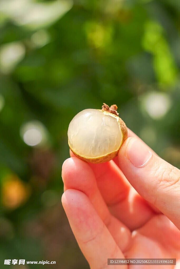 手托半颗剥开的龙眼