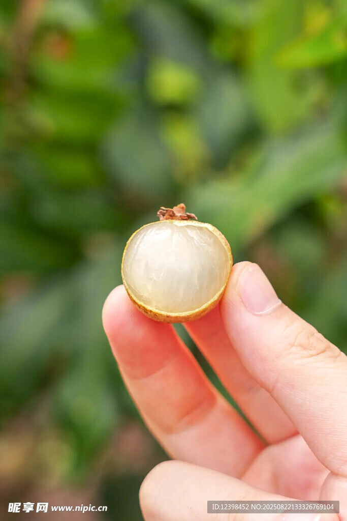 手捧新鲜剥开的龙眼果肉