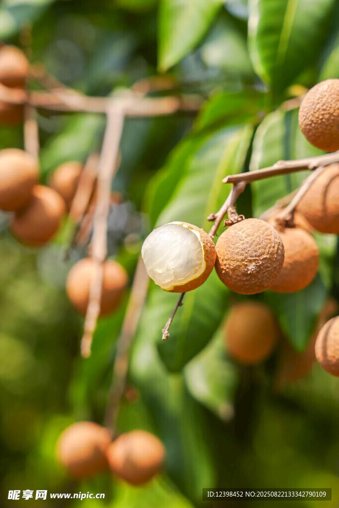 枝头饱满的新鲜龙眼果实