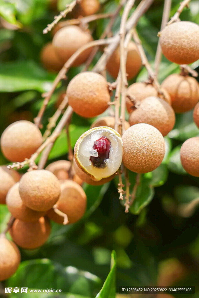 新鲜龙眼挂枝头