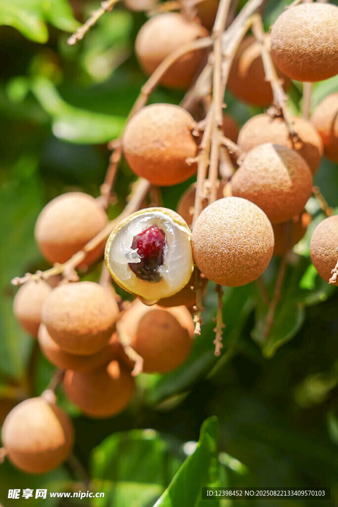 枝头饱满龙眼果实