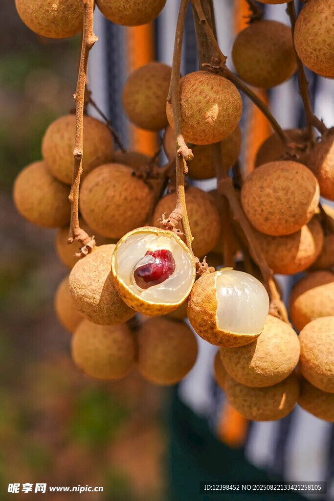 枝头饱满龙眼诱人