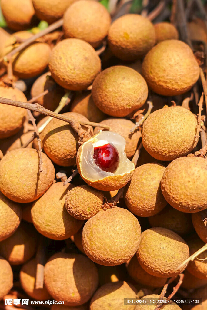 桂圆