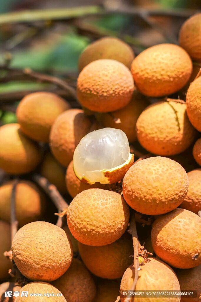 新鲜饱满的龙眼果实