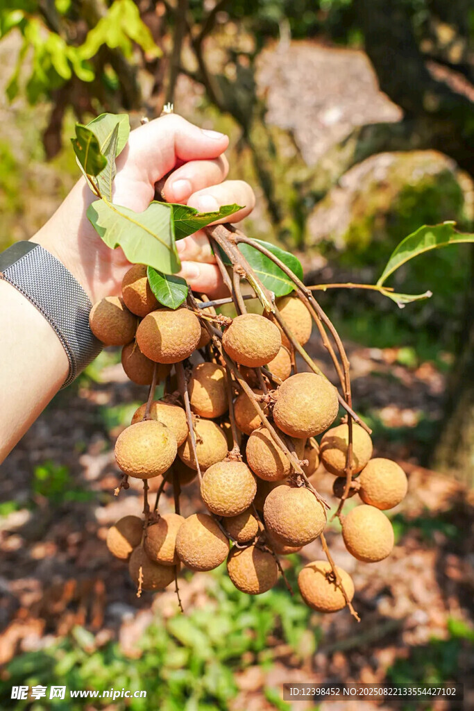 手捧饱满龙眼果实