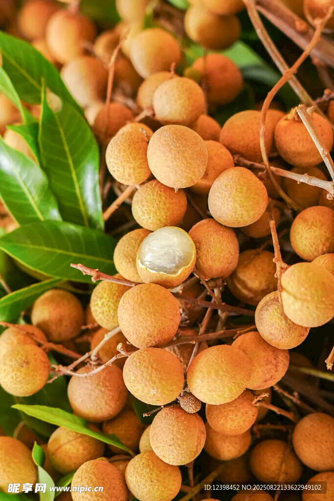 桂圆