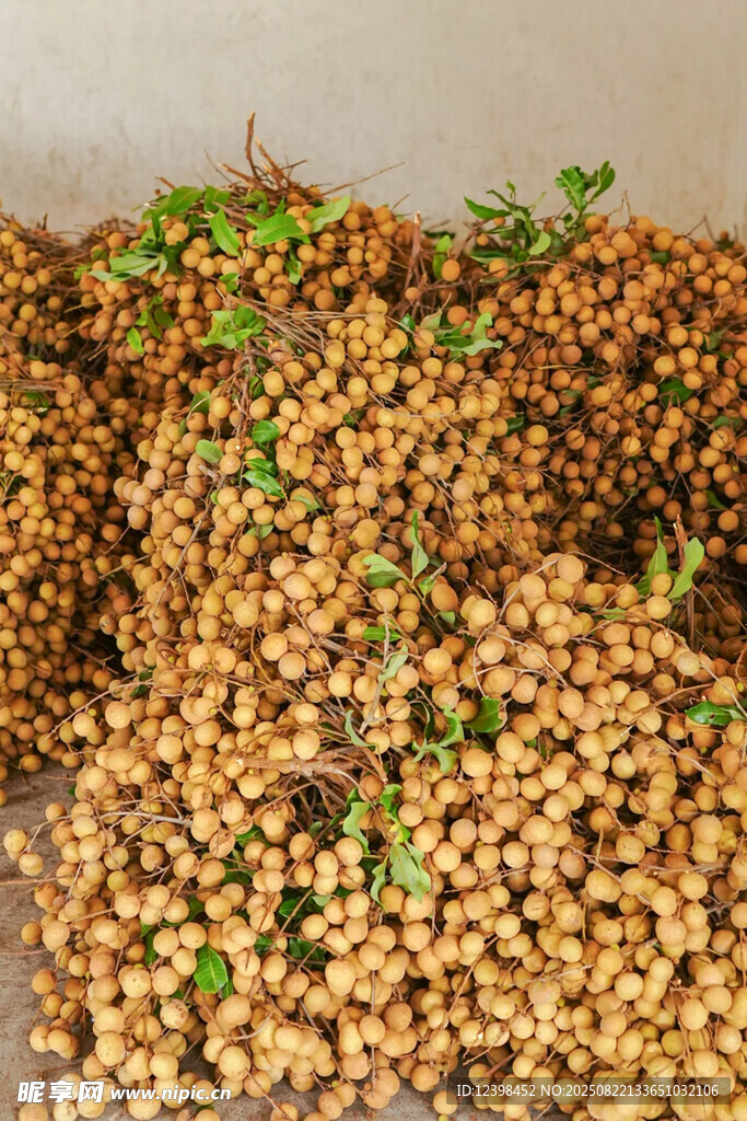 桂圆
