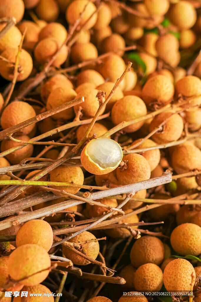 桂圆