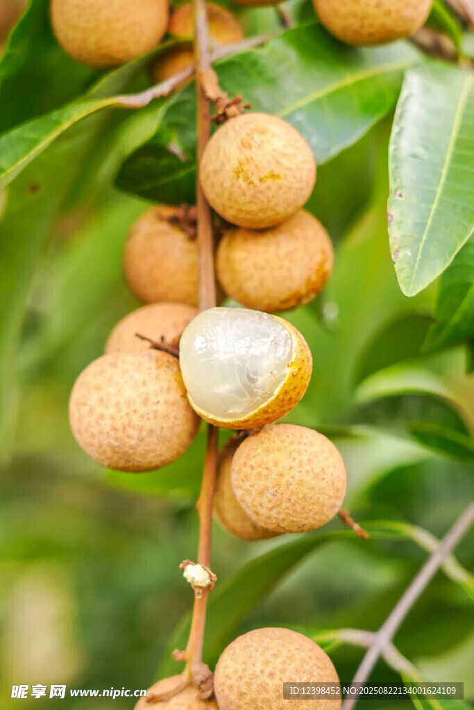 枝头饱满龙眼果实诱人